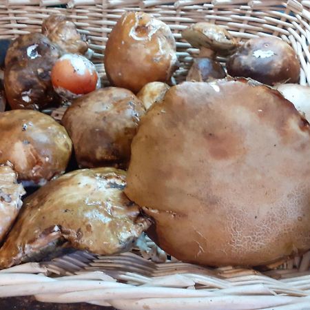 La Vecchia Quercia Villa Pergine Valdarno Exteriör bild