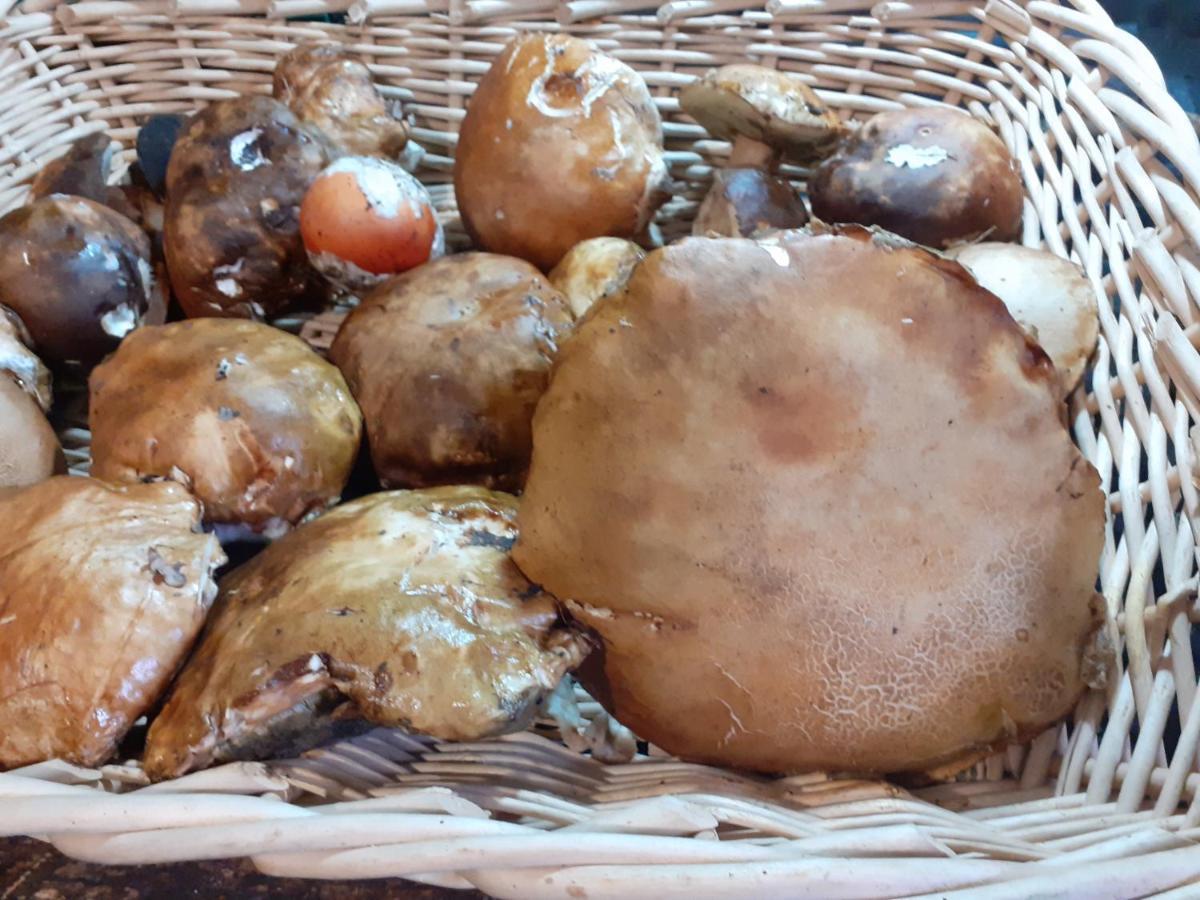 La Vecchia Quercia Villa Pergine Valdarno Exteriör bild