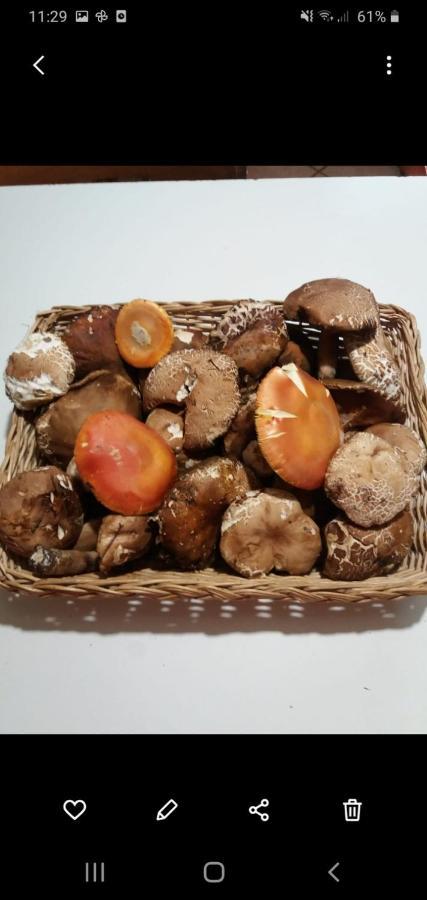La Vecchia Quercia Villa Pergine Valdarno Exteriör bild